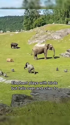 We don’t deserve animals 🥹❤️ #animals #cute #wholesome #animalsoftiktok 
