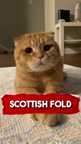 Scottish fold 🥰 🐱 #cat #catsoftiktok #fyp #animals #richyvidz 