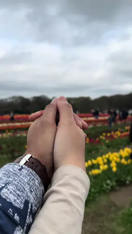 Celebrating the arrival of spring at Tulleys Tulip Fest! colourfields, a natural spectacle featuring over 500000 tulips in 100 unique varieties.#tulip #fypシ #viral #travel 