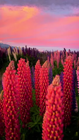 Spring sunsets in New Zealand #newzealand #nature 