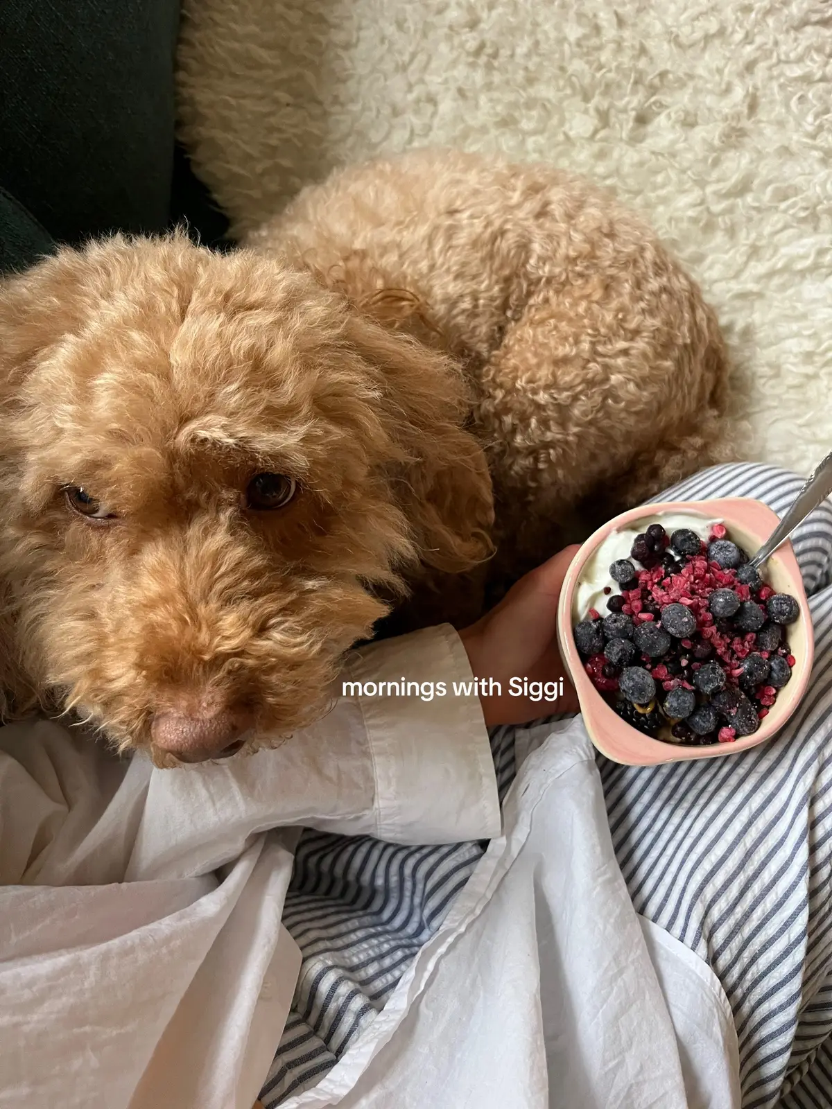 breakfast and a snuggle bug 🐞 #breakfast #cozyathome 