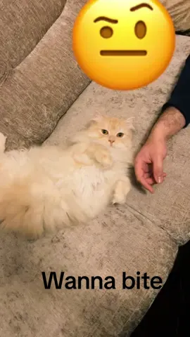 #cat #catsoftiktok #funny #funnyvideos #fyp #fypシ #viral #trending #viraltiktok 