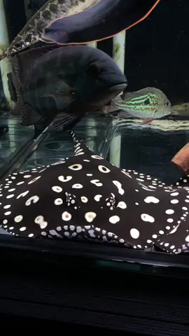 Black diamond stingrays 🖤🤍🖤 #blackdiamondstingray #stingray #blackandwhite #pokadot #fish #fishkeeping #hobby #livingart #tropicalfish #aquarium #Lifestyle #predatorfish #monsterfish 
