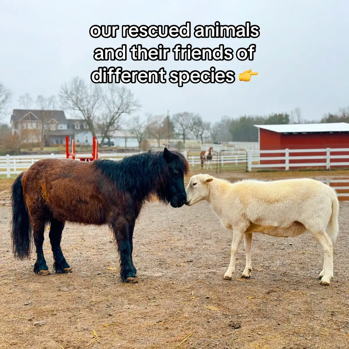 That one friend who loves you because you’re different 🥹 We've seen many incredible bonded friendships at The Gentle Barn, no matter the species, age, or gender. They've all been through so much, they find comfort in each other 💗 #hopecore #cuteanimals #rescueanimals #animalsanctuary