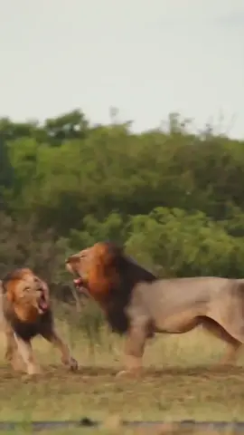 You won't get what you want without fighting for it, that's how life is, nothing comes easy. Here; a great sighting of the two Northern male lions fighting each other for the mating rights. 📍Phinda, South Africa Photographer Credit:- @markmccormick13 #wildfreelions #wildlife #fight #cruel #brutal #savage #wildanimals #lionfights #lion #animals #warriors #animalsoftiktok #lionfights 