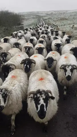 No flocks given 🐑🐑🐑#farmtok #farming #sheeparmy #sheep