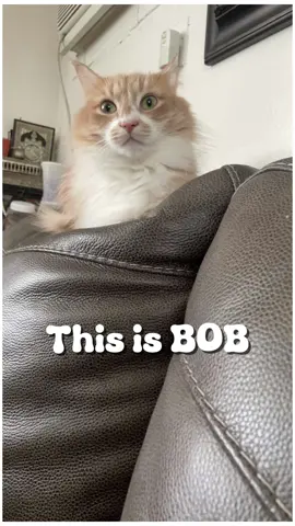 Who else has a LARRY in their private space?                                                           #catsoftiktok #catlover #catsoftiktok2024 #kittiesoftiktok #fyp #fypシ #funnycat #trending #siamesecat #catmeme #foryou #orangecat #gingercat #catmomlife 