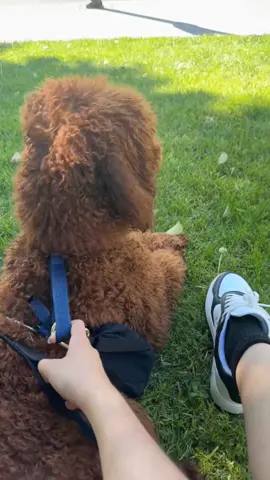 Moments in my birthday week 🧁🌸 #fyp #dayout #Lifestyle #dayinmylife #la #losangeles #Vlog #lifestylevlog #OOTD #collegelife #dayinmylifevlog #foryou #foryoupage #shopping #beauty #dogsoftiktok #dogs #dog #doglover #standardpoodle #standardpoodlesoftiktok #standardpoodles #puppy #poodle #redpoodle #bundtcake #poppi #wholefoods #ardelllashes #solely #easter @Poppi @ArdellBeauty @Solely: @Whole Foods Market @Petco @Nothing Bundt Cakes @Salatasalads 