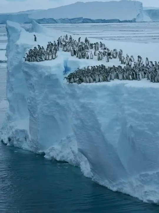 Nat Geo Explorer Bertie Gregory has spent the last decade traveling to the far off corners of the Earth to capture creatures in the wild.  This time, he camped on the Antarctic Peninsula and captured this never-before-seen behavior while tracking a flock of baby penguins. Video courtesy of @natgeo  #penguins #abcnews #natgeo