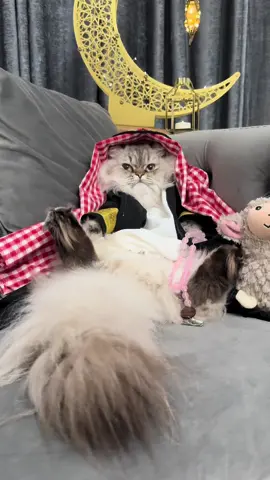 Sheikh al shabab Simsim #cat #catsoftiktok #arab #cute #fyp #foryou #foryoupage #ragamuffin #persiancat #muslim #muslimtiktok #funnyvideo #viral #viralvideo #viraltiktok #viralpost #tiktokarab #ArabTikTok #funnyvideos #fun #laugh 