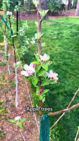 After a long day at work, it’s blooming apple trees that gives me some joy. #appletree #fruittree #microorchard #fruitforest #appleblossom #fruitgarden #gardening 