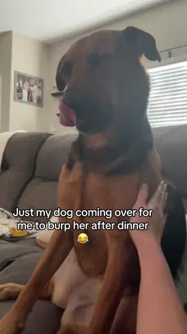 We have a big gurl burp tonight 😂 #dogsoftiktok #dogs #dog #dogvideo #dogvideos #PetsOfTikTok #pets 