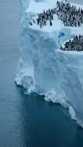 #nature #penguin #northpole  #طبيعة #بطريق #القطب_الشمالي 
