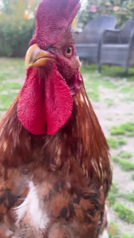 #chicken