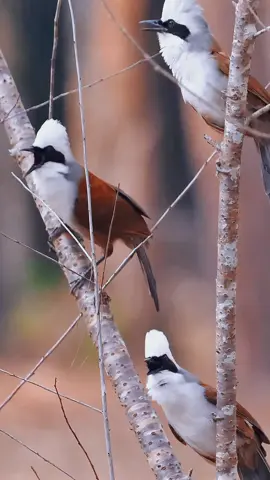 Three energetic guys, with white crown feathers on their heads and black blindfolds, began to be energetic early in the morning.White-crested Laughingthrush (Garrulax leucolophus).Wildlife birds.#bird #laughingthrush 