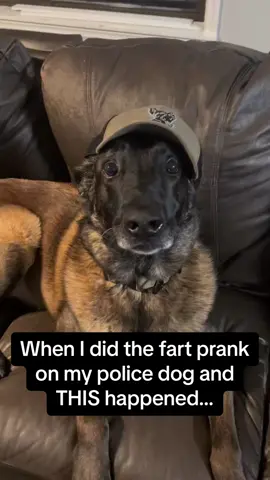 The hat falling off at the end was the icing on the cake 🤣🤣 #Pubity  ( @K9.Dax & K9.Dragon  via @collab)