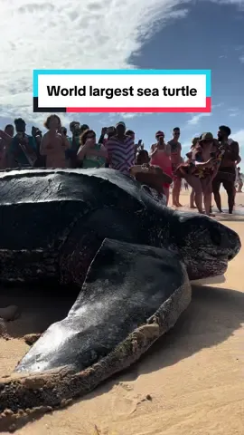 A tinglar tengeri teknős (Dermochelys coriacea) egyike a világ hét tengeri teknősfajának. Ez a faj a legnagyobb élő teknősfaj, és különbözik más teknősöktől abban, hogy páncéljuk nagy része bőrös és rugalmas, míg más teknősök páncélja keményebb és merevebb. A tinglar teknősök általában trópusi és szubtrópusi vizekben élnek, és vándorló életmódot folytatnak. Fő élelemforrásuk a medúza, de fogyasztanak más tengeri állatokat és növényeket is. #nature #turtle #dominikaiköztársaság #nekedbelegyen #magyartiktok #fypシ #fyp #viral #animal #incredible #sea #Love #nekedbe #wow #beauty #tinglar 