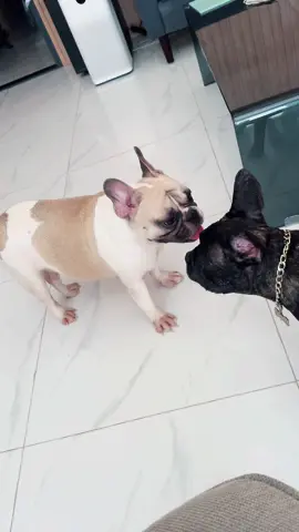 Nó mập địt vại chứ làm gì cái nấy gọn hơ nha bâyyyy