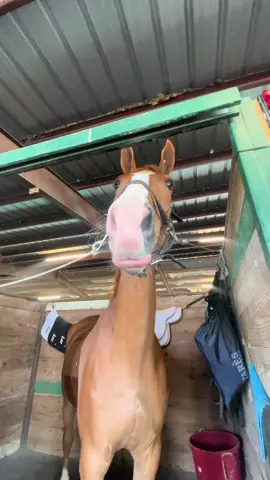 SNACKS W/ SKIP: horse show edition✨🧡 Skip got a fruit roll up after each day last week. He was so perfect and we got top ribbons in every class🥰 #horses #horsesoftiktok #equestrian #equestrianlife #horsegirl #jumpers #horseshow #equestrianlife #asmr 