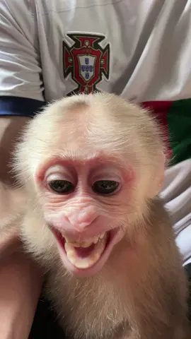 Folow me on YTB: FAMILY NANA |  Thank you very much #monkey #babymonkey #animal #cutemonkey #animalcute #monkeydluffy 