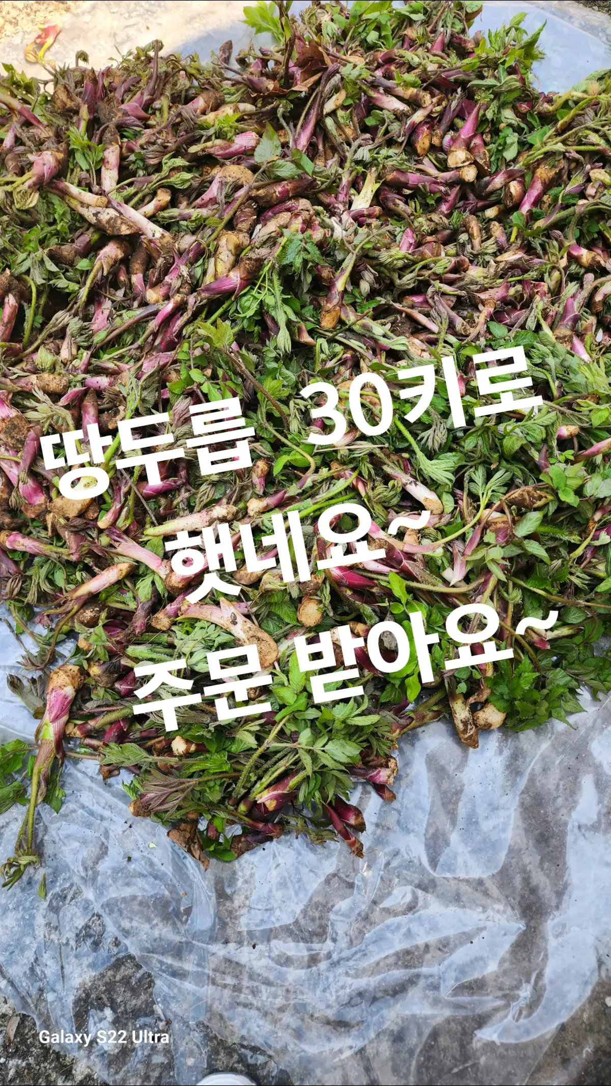 땅두릅  독활   #두릅 #자연 #산나물 #봄산행 