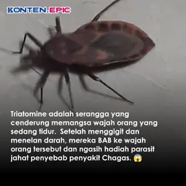 Binatang ini akan BAB tepat dibekas gigitannya untuk meninggalkan parasit yang menyebabkan penyakit Chagas. Chagas adalah penyakit peradangan dan kerusakan pada jantung, saluran pencernaan, dan organ lainnya. . . . . #Triatomine #penyakitchagas #wawasan  #infodunia #viraltiktok #fyp #videoviral #beritadunia #cnnnews #infofakta #lagiviral #viralbanget #fakta #faktadunia #faktaunik