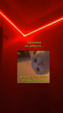 #CapCut #novios #parejas #wenas #dormilona #gatitos #etiqueta #foryou 