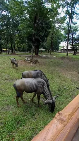 Solo Safari #zoo #solosafari 