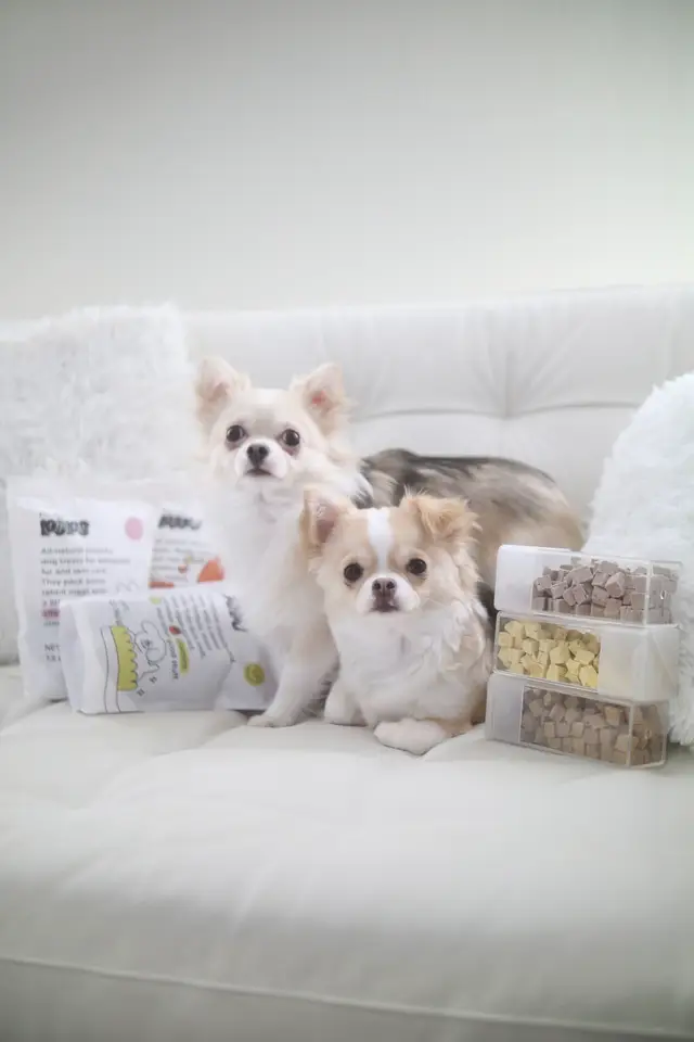 The babies love their ✨NEW✨ all natural healthy treats!  @Petcube POPS comes in 3 different flavours: 🐰 Rabbit Meat • Fur & Skincare 🦆 Duck Meat • Dental Care 🎃 Pumpkin • Vegan Care PS: hoomans can try it too! It’s made with human grade ingredients! Spoil your babies! 🔗 in bio