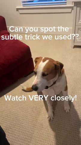 When the dogs wont cooperate with our video ideas, we have to get creative. See if you can spot how we got Beau to get on the chair. It’s hard to see. Good luck! #rescuedogsoftiktok #adoptdontshop #videotricks #fypシ 