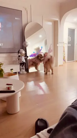Possibly the best doggo vid youll ever see….. the Fairy Dog Mother 🧚🏼‍♀️🐶🤰 @Instagolden #goldenretriever #fairy #adorable #wings 