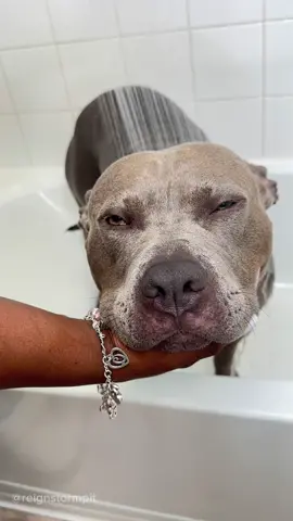 🧼🐾💙🫧 Dog Bath Routine & Moisturizing #dogsoftiktok #dogbath #cute #satisfying #asmr #pitbull 