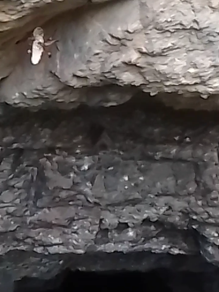 4 Wasps gaurding the cave #wildlife #explore #foryoupage #foryou #fyp