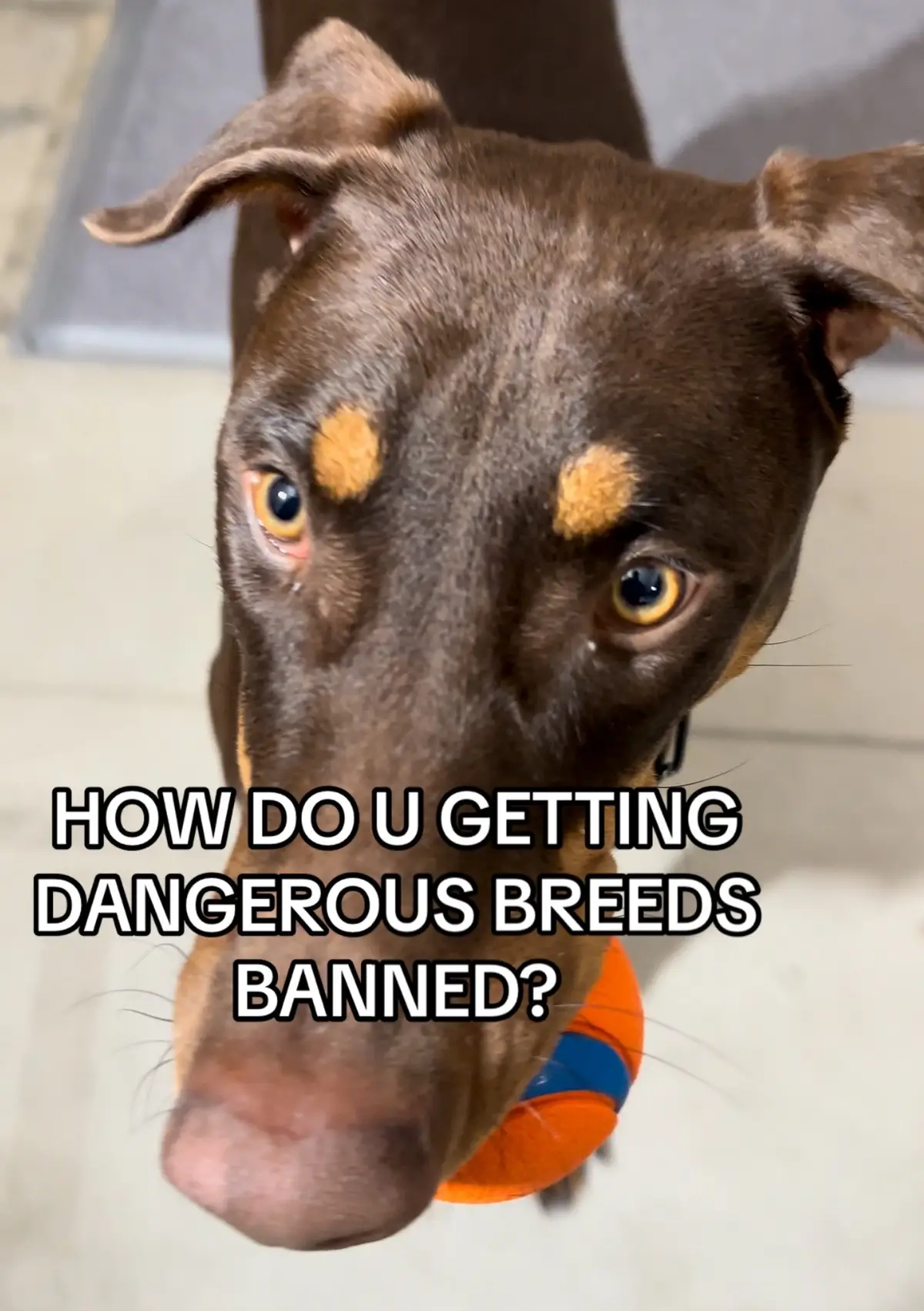 If you swiped u must follow to see how dangerous I really am 😜❤️🐾🐶 #domerman #dogsoftiktokviral #dangerousbreed #swipetrend #funnydogvids #fyp 