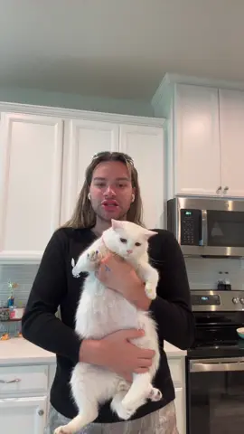 #stitch with @matt marshall He’s always purring too he is so cute 🥹🩵 #fyp #catsoftiktok #besties #bryanthediamond  