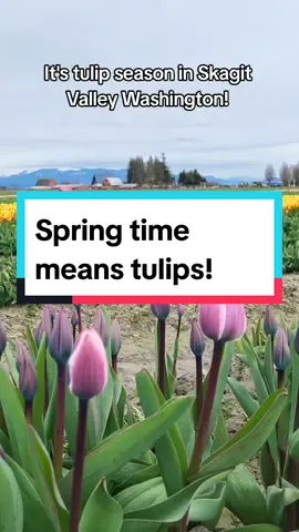 Fields and fields of tulips are blooming! #skagitvalley #tulips #tulipfestival #washington #fyp 