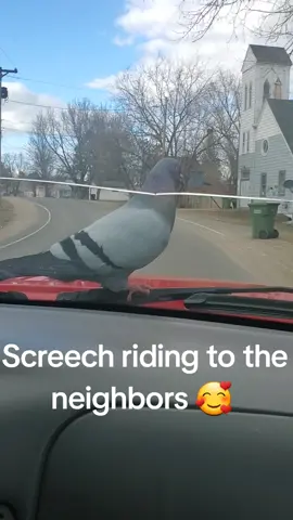 #Love #crazy #wildbird #cruising #funny 
