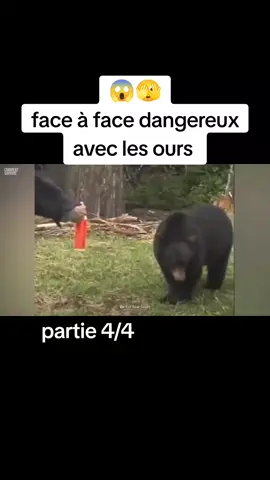 Comment éviter une attaque d'ours😰 #911 #animaux #dangerous #ours #survivor #CapCut 