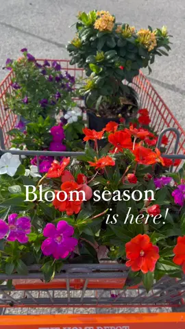 #plants #plantslover #plantideas #gardening #garden #palmtrees #palmtree #patiomakeover #patio #patioplants #patioseason #fy #fyp 