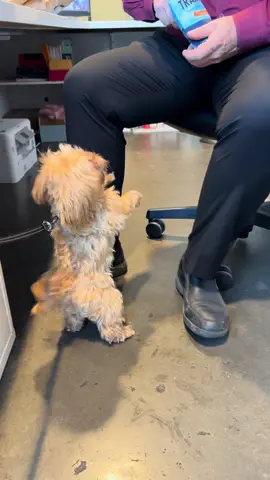 He will do anything for treats😅 #maltipooteodoro #maltipoo #poodle #maltese #cutepuppy #pets #smalldog #doglover #dogsoftiktok #cutnessoverloaded #maltipoosoftiktok #toymaltipoo #foryou 