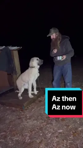 #aslandog #boz #lgd #livestockguardiandog #narrowayhomestead #homesteadtoktok #offgridlife 
