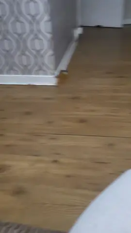 zoomies 🤣🤣