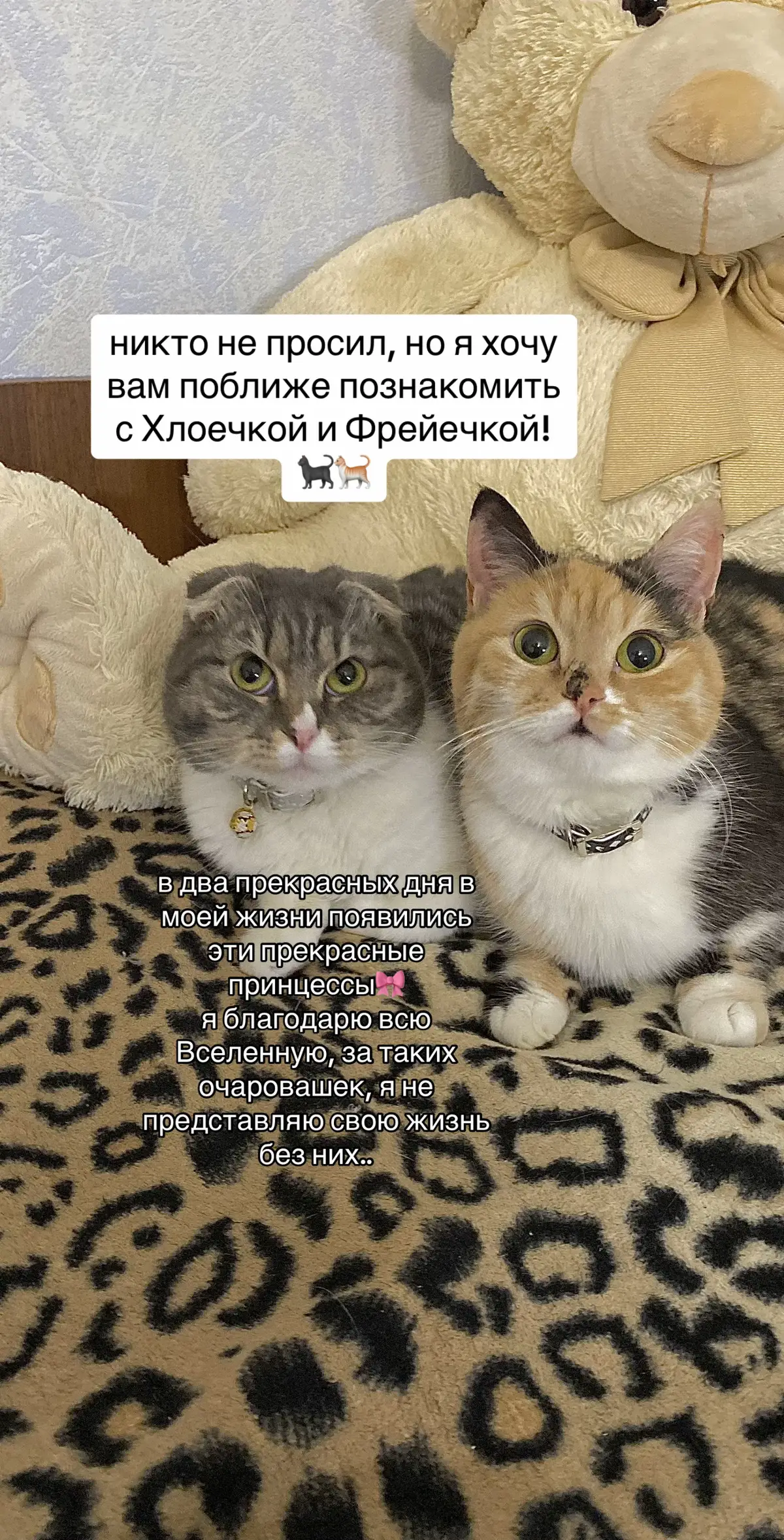 это малая часть, но все же. insta: chloenfreya21 owner @타냐 ⋆౨ৎ˚✧ 