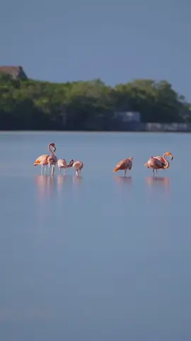 ¿Te gustaría ver flamencos en libertad? 🦩🌊 En Isla Holbox es posible. Todos los años de junio a noviembre, podrás observar a estas hermosas aves rosadas en su hábitat natural. . . . ¡Planea desde ahora tu viaje y ven este verano a la isla! ✨ Would you like to admire #flamingos in the wild? 🦩🌊 In #IslaHolbox it's possible. Every year from June to November, you can watch these beautiful pink birds in their natural habitat. Plan your trip today and visit the island this summer! ✨ IG: unexholbox │ theenglishgardener #CaribeMexicano #MexicanCaribbean #TheSignatureParadise #VisitMexico #Travel #Travelgram #BeautifulDestinations #HolboxMexico #HolboxIsland #Wanderlust #IslaHolbox #birdwatching #TravelReels