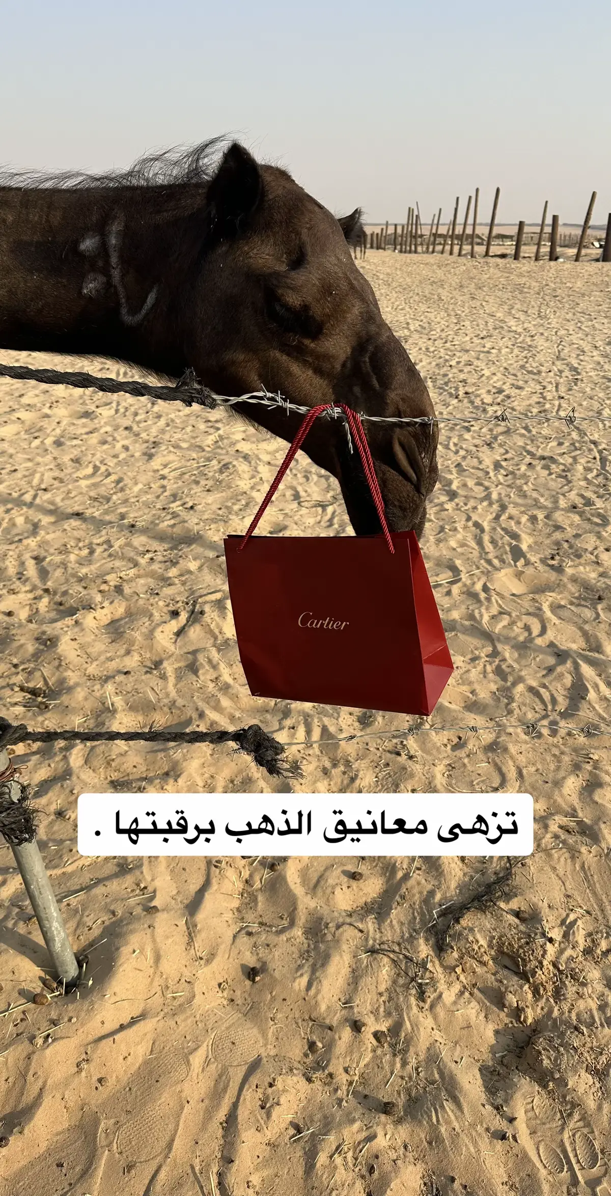 #يام #الوعيلي #كارتير #الخبر #البل #المجاهيم #الوضح #المغاتير #الخبر #الحزام_الذهبي #الرياض #الكويت #العين #قطر #الدوحه #اكسبلور #cartier #alkhobar🇸🇦 #yam #tiktok #capcut #النعيريه #الشمال #حفرالباطن #المحدار #الصين #امريكا 