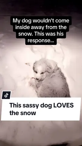 The sassy fur shake at the end 🤣🤣 #Pubity  (Victoria Alvarez via @ViralHog)