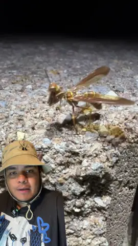 Una cruza entre mantis o avispa #animalestiktok #animales #ciencia #biologia #insecto 