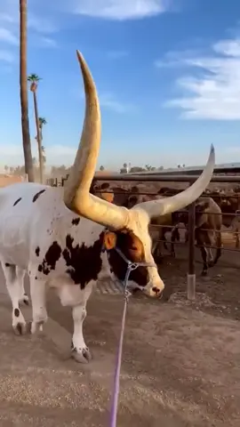 #horns #bull #watusi #bighorns 