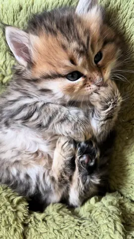 Deux ans jour pour jour, je l’aime tant 🤎🐱 . . . . #catlover #kittensoftiktok #chaton #kitten #cat #catsoftiktok #cute 