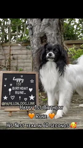 Happy first birthday Rune 🧡 His first rotation round the sun summed up in 60 seconds 🥰  #papillon #papillondog #papillondogtiktoks #butterflydog #butterflypups #butterfly #phalene #phalenedog #smalldogsoftiktok #firstbirthday #happybirthday #happyfirstbirthday #birthday #birthdayboy 